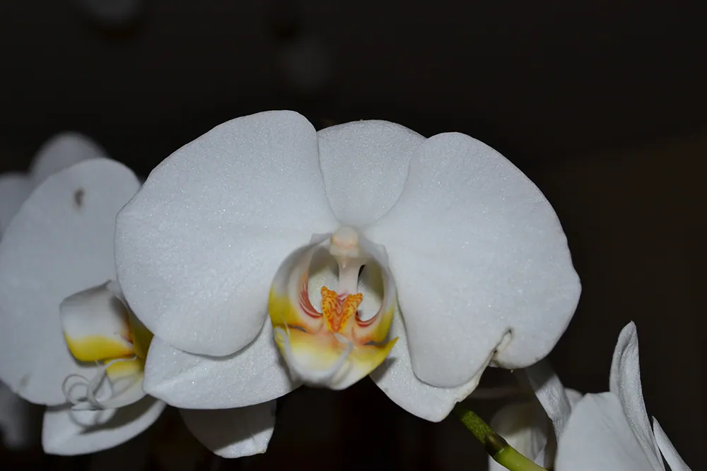 Orhideea alba