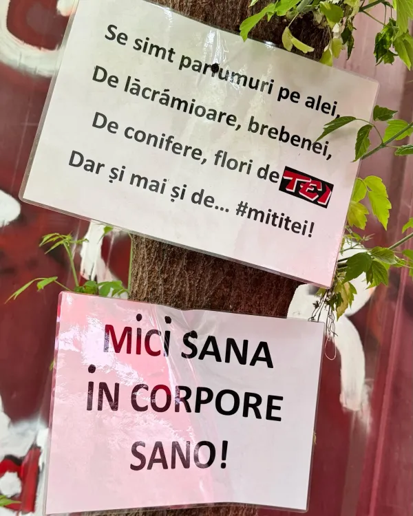 “Mici sana in corpore sano” 💃 Yey or Nay?✌️✌️ – 5